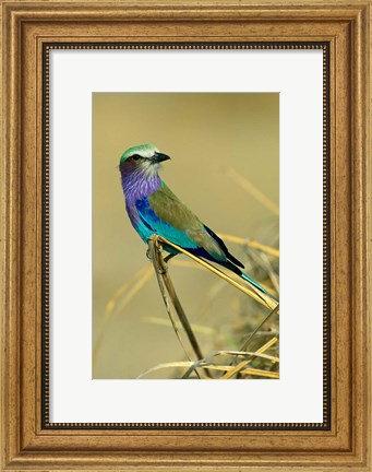 Framed Lilac-Breasted Roller bird, Mana Pools NP, Zimbabwe Print