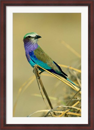 Framed Lilac-Breasted Roller bird, Mana Pools NP, Zimbabwe Print