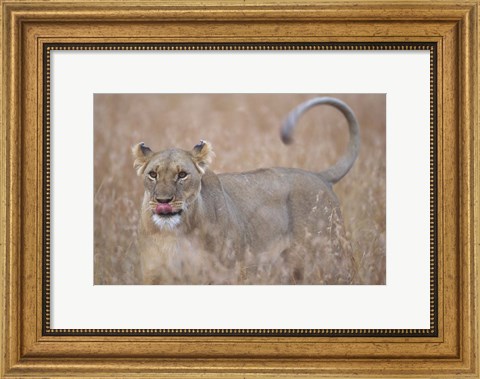 Framed Lioness in Tall Grass on Savanna, Masai Mara Game Reserve, Kenya Print