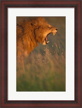 Framed Kenya, Masai Mara Game Reserve, Lion, grass, savana Print