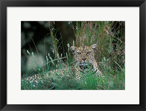 Framed Leopard Resting along Telek River, Masai Mara Game Reserve, Kenya Print