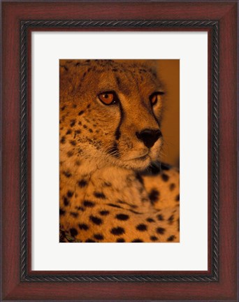 Framed Kenya, Masai Mara Game Reserve, Cheetah, sunset Print