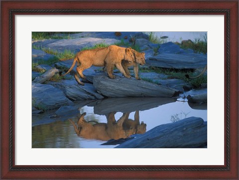 Framed Lion Pride along Rocky Bank, Telek River, Masai Mara Game Reserve, Kenya Print
