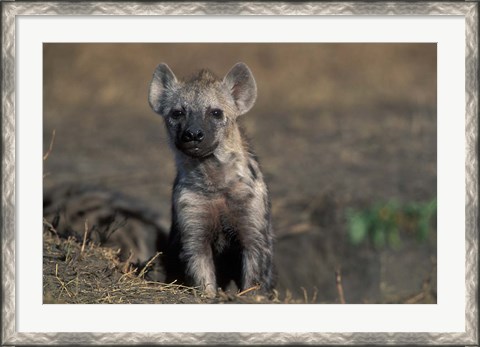 Framed Kenya, Masai Mara Game Reserve, Spotted Hyena wildlife Print
