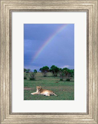 Framed Lioness Resting Under Rainbow, Masai Mara Game Reserve, Kenya Print
