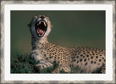 Framed Kenya, Masai Mara Game Reserve, Cheetah in savanna Print