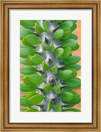 Framed Madagascar, Dry Spiny Forest, cactus, succulent Print
