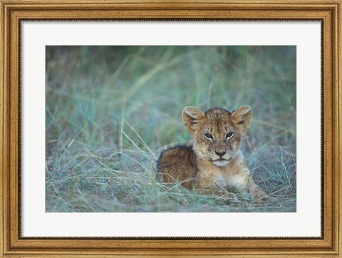 Framed Lion Cub Rests in Grass, Masai Mara Game Reserve, Kenya Print