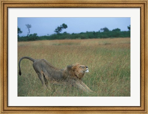 Framed Lion Stretches in Tall Grass, Masai Mara Game Reserve, Kenya Print
