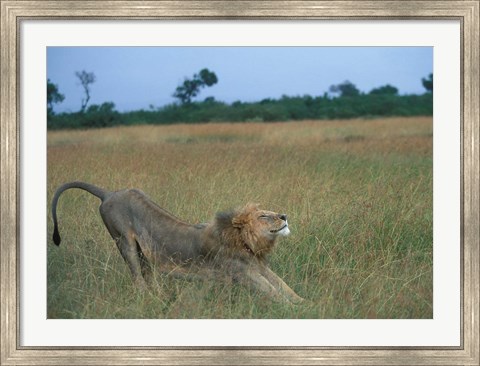 Framed Lion Stretches in Tall Grass, Masai Mara Game Reserve, Kenya Print