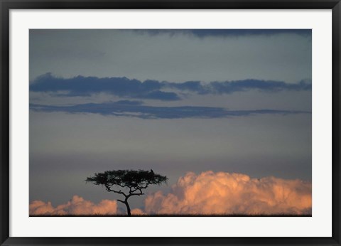 Framed Lone Acacia Tree, Masai Mara Game Reserve, Kenya Print