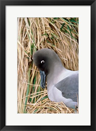 Framed Light-mantled Albatross nesting. South Georgia, Antarctica. Print