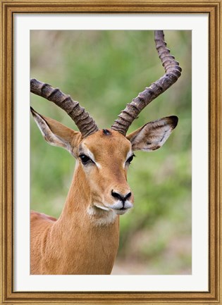 Framed Male Impala, Tanzania Print