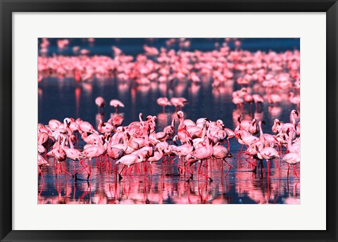 Framed Lesser Flamingos, Lake Nakuru, Kenya Print