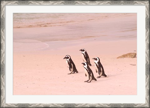 Framed Jackass Penguins at the Boulders, near Simons Town, South Africa Print