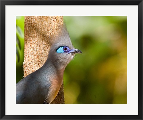 Framed Madagascar, Crested coua bird next to tree Print