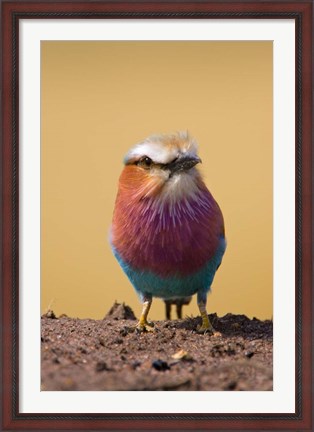Framed Lilac-breasted Roller bird, Maasai Mara, Kenya Print