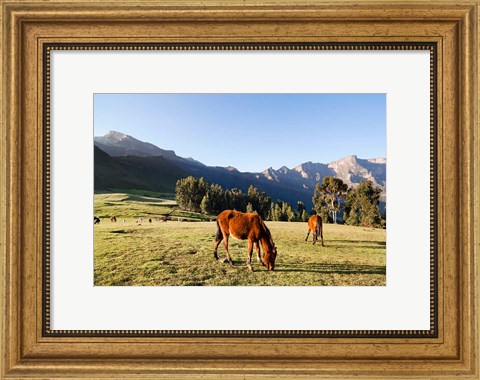 Framed Horse herd grazing, Arkwasiye, Highlands of Ethiopia Print