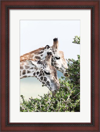 Framed Maasai Giraffe, Maasai Mara Game Reserve, Kenya Print