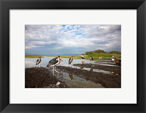 Framed Marabou Storks, fish market in Awasa, Ethiopia Print