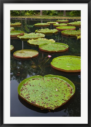 Framed Mauritius, Botanical Garden, Giant Water Lily flowers Print