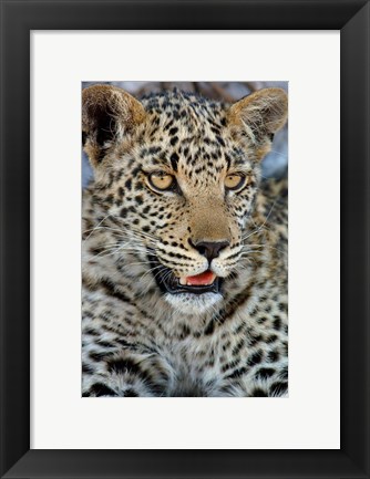Framed Leopard Female Cub, Savuti Channal, Linyanti Area, Botswana Print