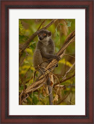 Framed Mongoose lemur wildlife, Ankarafantsika, MADAGASCAR Print