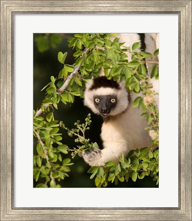 Framed Madagascar. Verreaux&#39;s sifaka hanging in tree. Print