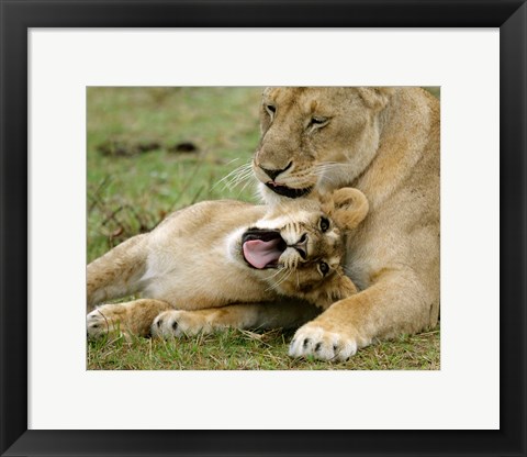 Framed Kenya, Masai Mara, Keekorok Lodge. African lions Print
