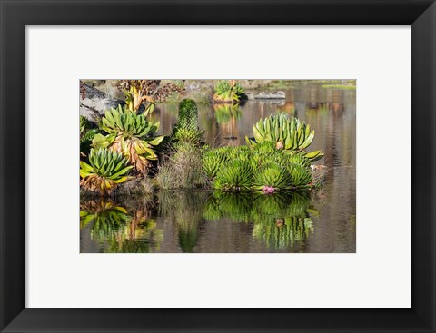 Framed Plants of the water&#39;s edge, Mount Kenya National Park, Kenya Print