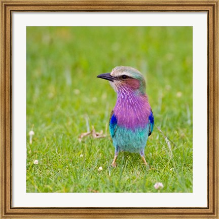 Framed Kenya. Lilac-breasted Roller bird, Lake Naivasha Print