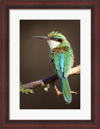Framed Kenya, Somali bee-eater, tropical bird on limb Print