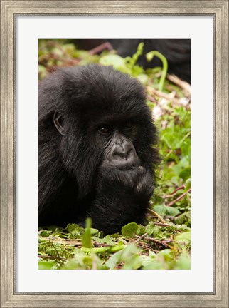 Framed Gorilla resting, Volcanoes National Park, Rwanda Print