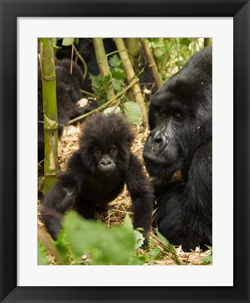 Framed Adult and baby Gorilla, Volcanoes National Park, Rwanda Print