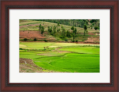 Framed People working in green rice fields, Madagascar Print