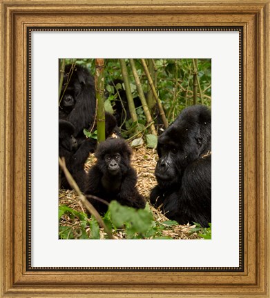 Framed Group of Gorillas, Volcanoes National Park, Rwanda Print
