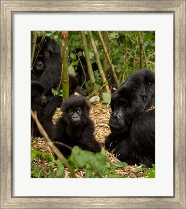 Framed Group of Gorillas, Volcanoes National Park, Rwanda Print