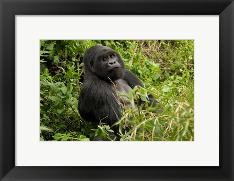 Framed Mountain Gorilla, Volcanoes National Park, Rwanda Print