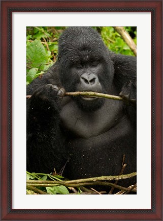 Framed Gorilla chewing, Volcanoes National Park, Rwanda Print
