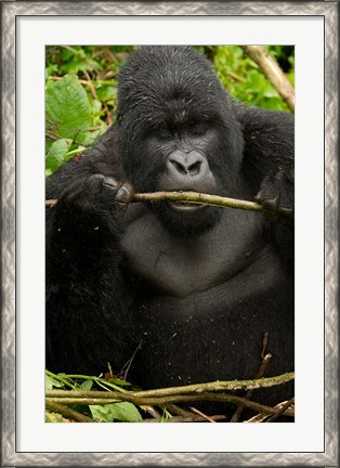 Framed Gorilla chewing, Volcanoes National Park, Rwanda Print