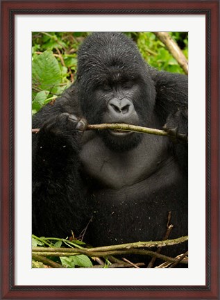 Framed Gorilla chewing, Volcanoes National Park, Rwanda Print