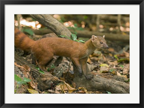 Framed N. Ringtail Mongoose wildlife, Ankarana NP, Madagascar Print