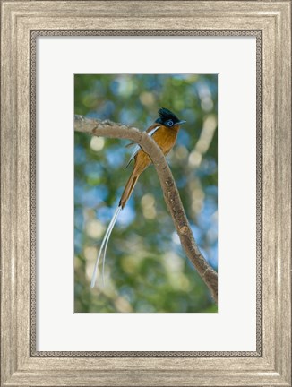 Framed Paradise-Flycatcher bird, Ankarafantsika, Madagascar Print