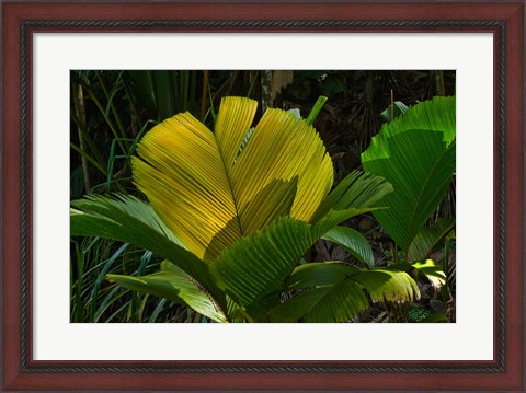 Framed Palm Flora on Praslin Island, Seychelles Print