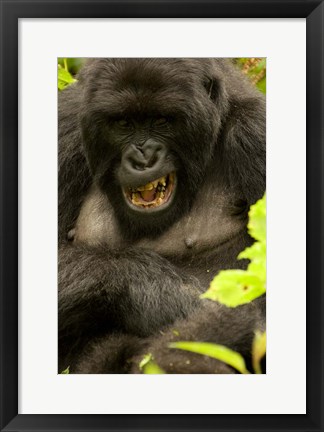 Framed Mountain Gorilla, Volcanoes NP, Rwanda Print
