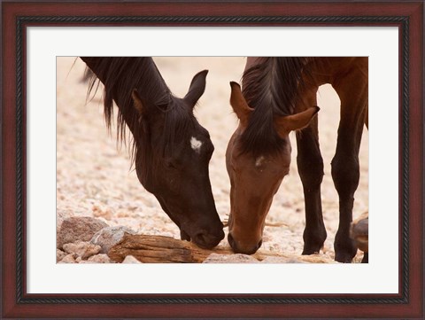 Framed Namibia, Aus, Wild horses of the Namib Desert Print