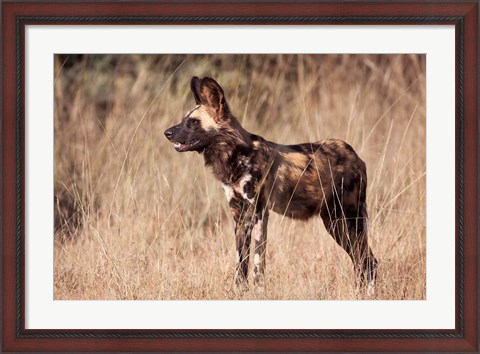 Framed Namibia, Harnas Wildlife, African dog wildlife Print