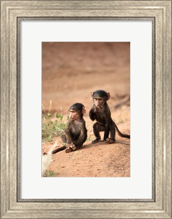 Framed Olive Baboon primates, Masai Mara GR, Kenya Print