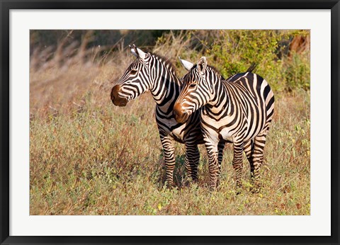 Framed Pair of Zebras in Meru National Park, Meru, Kenya Print