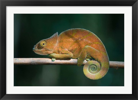 Framed Parson&#39;s Chameleon lizard, Perinet Reserve, Madagascar Print